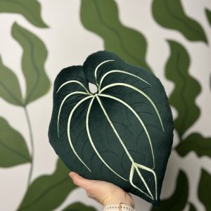 Anthurium Carlablackiae Zielona