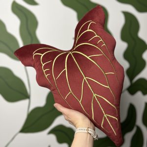 Anthurium Black Widow