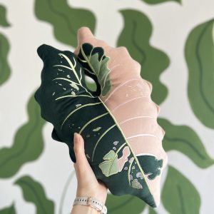 Alocasia Chantrieri Pink Variegata