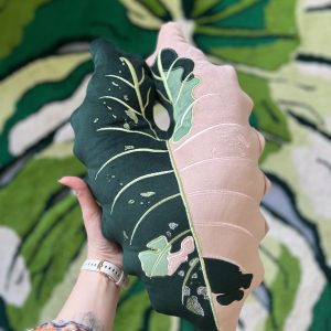 Alocasia Chantrieri Pink Variegata