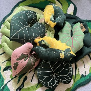 Alocasia Chantrieri Aurea Variegata