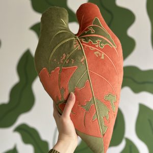 Philodendron Melanochrysum Variegata