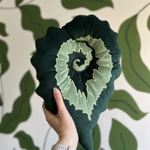 Begonia Rex Escargot